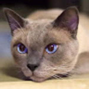 Meet your Posher, Li